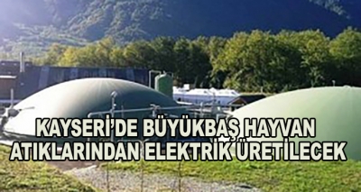 Kayseri’de Büyükbaş Hayvan Atıklarından Elektrik Üretilecek