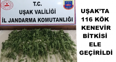 Uşak’ta 116 Kök Kenevir Bitkisi Ele Geçirildi