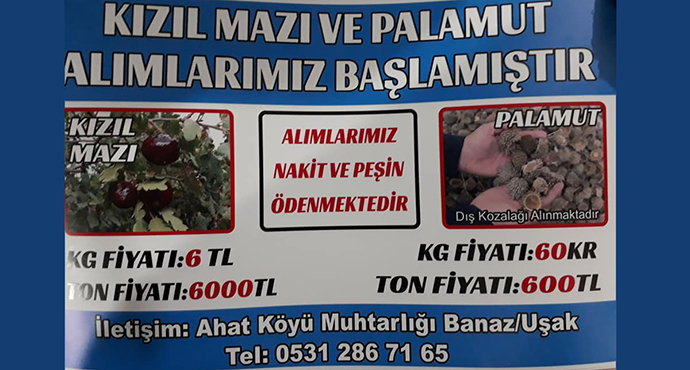 Ahat Köyü’nde Palamut Ve Mazı Alımları Başladı