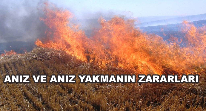 Anız Ve Anız Yakmanın Zararları