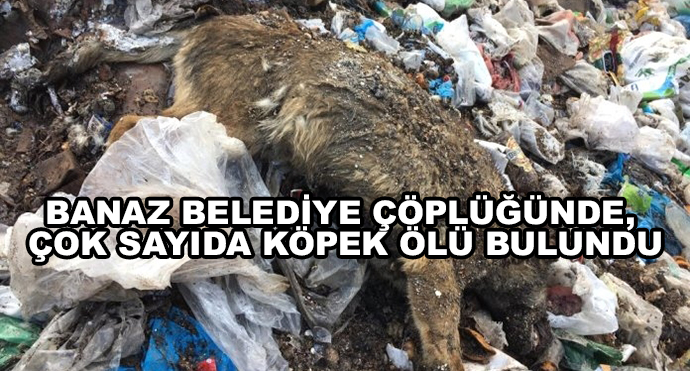 Banaz Belediye Çöplüğünde, Çok Sayıda Köpek Ölü Bulundu