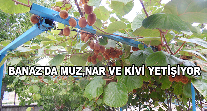 Banaz'da Muz,Nar Ve Kivi Yetişiyor