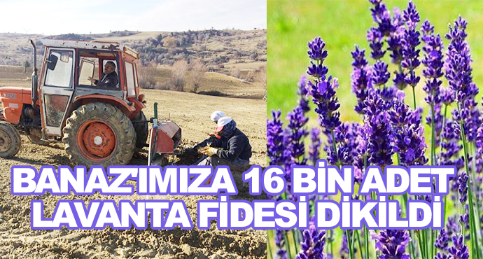 Banaz'ımıza 16 Bin Adet Lavanta Fidesi Dikildi