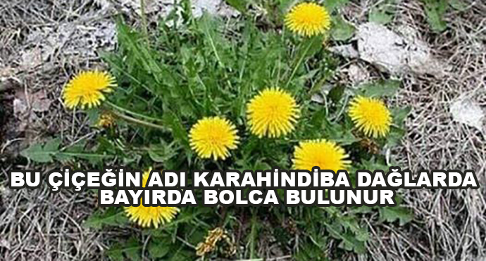 Bu Çiçeğin Adı Karahindiba Dağlarda Bayırda Bolca Bulunur