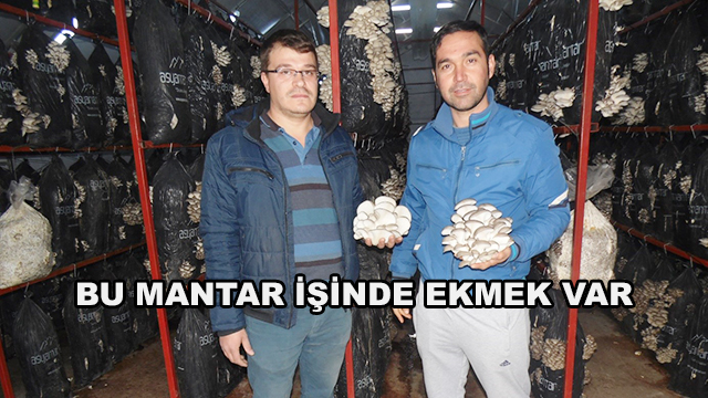 Bu Mantar İşinde Ekmek Var