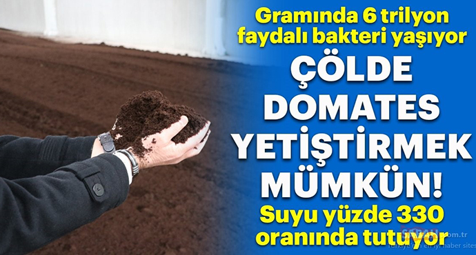 Çölde Domates Yetiştirilebilecek Nitelikte Gübre Üretildi