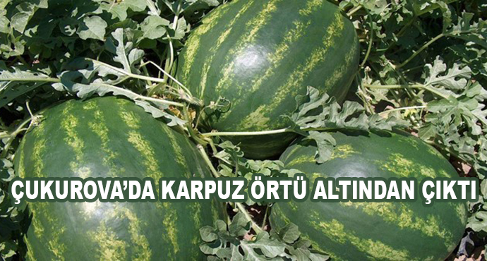 Çukurova’da Karpuz Örtü Altından Çıktı