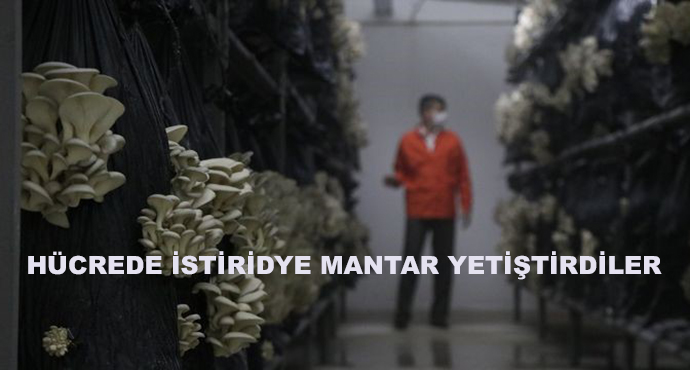  Hücrede İstiridye Mantar Yetiştirdiler