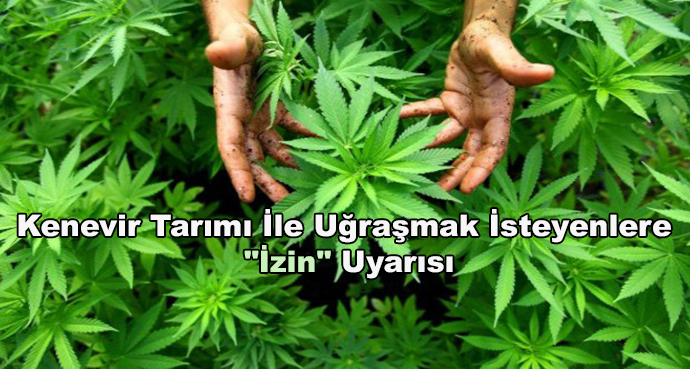 Kenevir Tarımı İle Uğraşmak İsteyenlere 