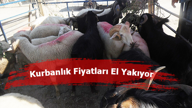 Kurbanlık Fiyatları El Yakıyor