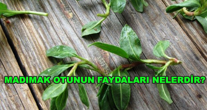 Madımak Otunun Faydaları Nelerdir?