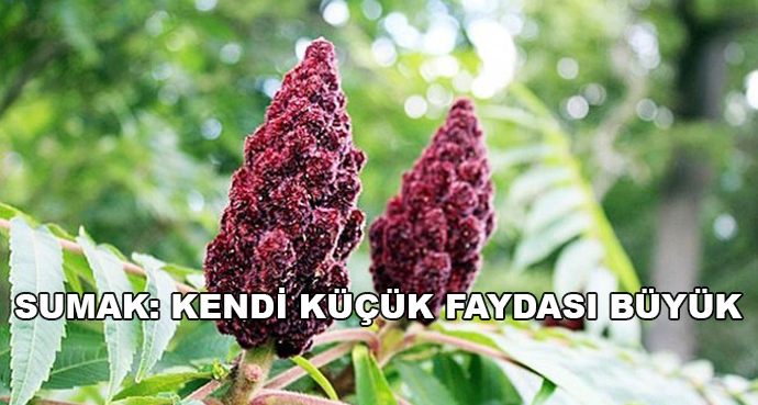 Sumak: Kendi Küçük Faydası Büyük