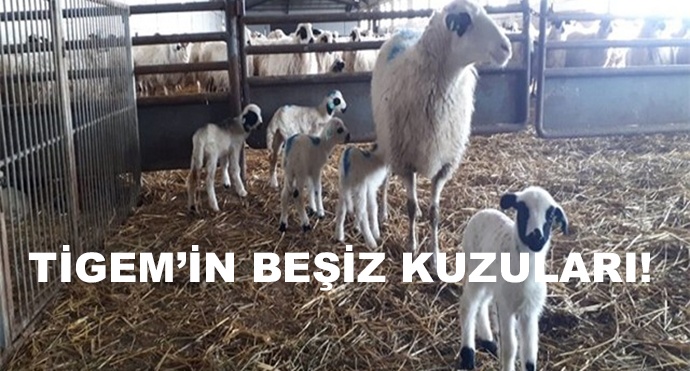 Tigem’in Beşiz Kuzuları!