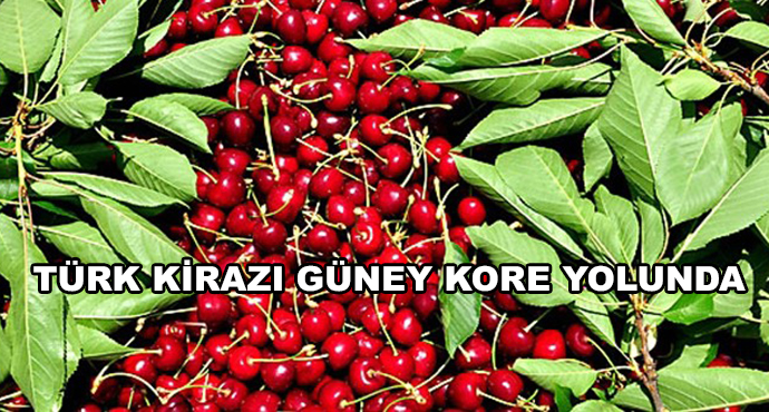  Türk Kirazı Güney Kore Yolunda