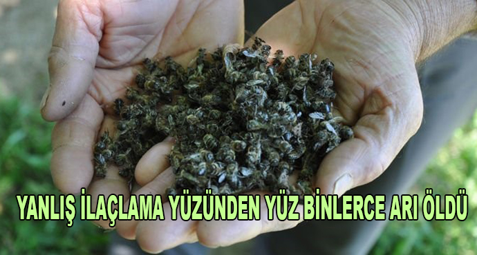 Yanlış İlaçlama Yüzünden Yüz Binlerce Arı Öldü