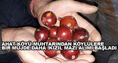 Ahat Köyü Muhtarından Köylülere Bir Müjde Daha ! Kızıl Mazı Alımı Başladı