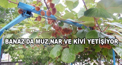 Banaz'da Muz,Nar Ve Kivi Yetişiyor