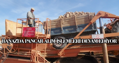 Banaz'da Pancar Alım İşlemleri Devam Ediyor