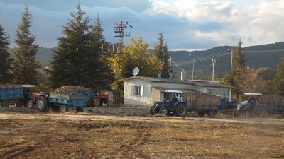 Banaz’da Şeker Pancarı Alımı Başladı