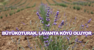 Büyükoturak, Lavanta Köyü Oluyor