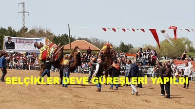 Deve Güreşleri  Uşak'ta 