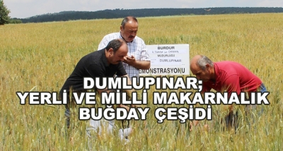 Dumlupınar; Yerli Ve Milli Makarnalık Buğday Çeşidi