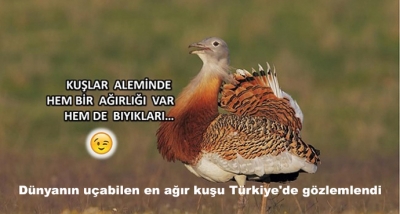 Dünyanın Uçabilen En Ağır Kuşu Türkiye'de Gözlemlendi