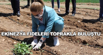 Ekinezya Fideleri Toprakla Buluştu