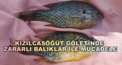 Kızılcasöğüt Göletinde Zararlı Balıklar İle Mücadele