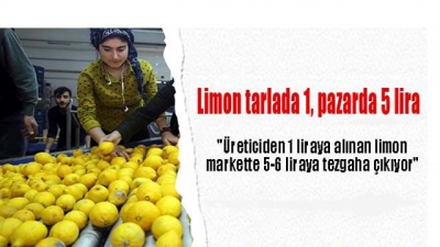 Ortaca Ziraat Odası Başkanı Çöllü, “Üreticiden 1 liraya alınan limon markette 5 liradan tezgaha çıkıyor. Ürün, tüccar arasında sürekli el değiştirdiği için maliyet artışı yüksek oluyor.” dedi.