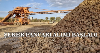 Şeker Pancarı Alımı Başladı