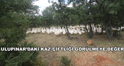 Ulupınar’daki Kaz Çiftliği Görülmeye Değer