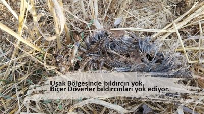 Uşak Bölgesinde bıldırcın yok.