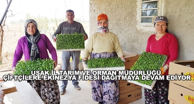 Uşak İl Tarım Ve Orman Müdürlüğü Çiftçilere Ekinezya Fidesi Dağıtmaya Devam Ediyor