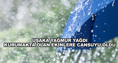 Uşaka Yağmur Yağdı-Kurumakta Olan Ekinlere Cansuyu Oldu