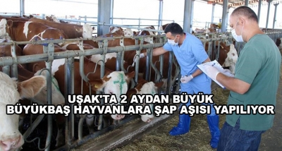 Uşak'ta 2 Aydan Büyük Büyükbaş Hayvanlara Şap Aşısı Yapılıyor 