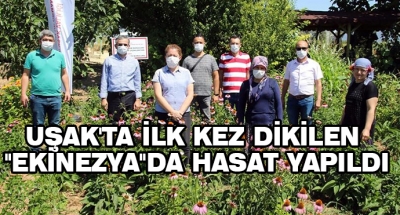 Uşak'ta İlk Kez Dikilen 