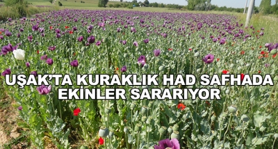 Uşak’ta Kuraklık Had Safhada-Ekinler Sararıyor