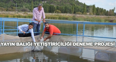 Yayın Balığı Yetiştiriciliği Deneme Projesi